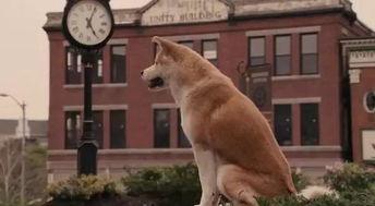 国产人与狗,探寻人类与动物和谐共生的奥秘  第3张